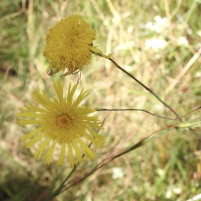 Podolepis jaceoides (Showy Copper-wire Daisy) at Thirlmere, NSW - 2 Nov 2022 by GlossyGal
