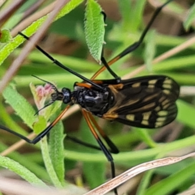 Gynoplistia (Gynoplistia) bella (A crane fly) at Jerrabomberra, ACT - 5 Nov 2022 by Mike