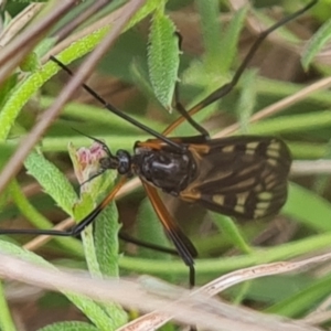 Gynoplistia (Gynoplistia) bella at Jerrabomberra, ACT - 5 Nov 2022 03:33 PM