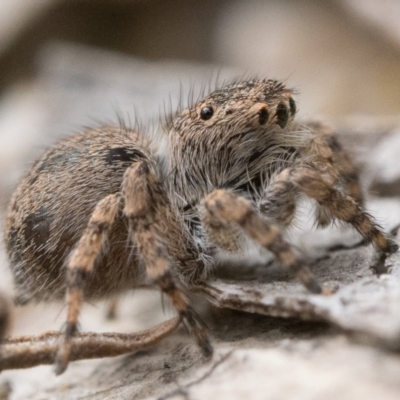 Euophryinae sp. (Rockhopper) undescribed (Euophryinae sp. (Rockhopper) undescribed) at Tidbinbilla Nature Reserve - 5 Nov 2022 by patrickcox