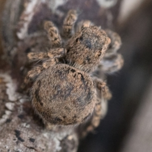 Euophryinae sp. (Rockhopper) undescribed at Paddys River, ACT - 5 Nov 2022