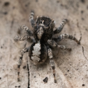 Euophryinae sp. (Rockhopper) undescribed at Paddys River, ACT - 5 Nov 2022