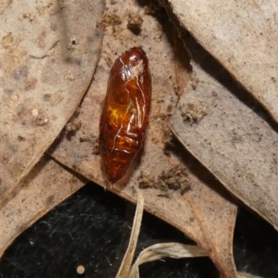 Dasygaster padockina (Tasmanian Cutworm) at McKellar, ACT - 24 Oct 2022 by Amata