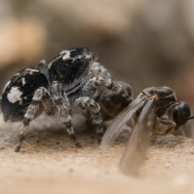 Servaea villosa (Shaggy-velvet Servaea) at Tidbinbilla Nature Reserve - 5 Nov 2022 by patrickcox