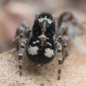 Servaea villosa at Paddys River, ACT - 5 Nov 2022