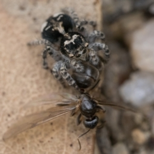 Servaea villosa at Paddys River, ACT - 5 Nov 2022