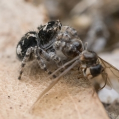 Servaea villosa at Paddys River, ACT - 5 Nov 2022