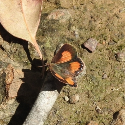 Paralucia aurifera (Bright Copper) at Thirlmere, NSW - 2 Nov 2022 by GlossyGal