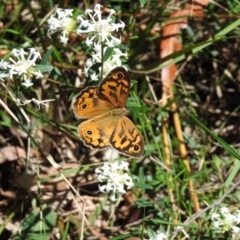 Heteronympha merope (Common Brown Butterfly) at Thirlmere, NSW - 1 Nov 2022 by GlossyGal