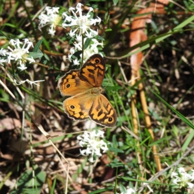 Heteronympha merope (Common Brown Butterfly) at Thirlmere, NSW - 1 Nov 2022 by GlossyGal