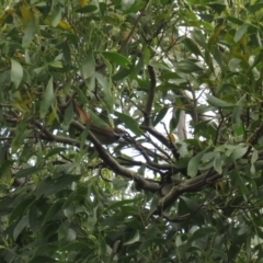 Rhipidura rufifrons (Rufous Fantail) at Fyshwick, ACT - 5 Nov 2022 by BenW