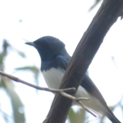 Myiagra cyanoleuca (Satin Flycatcher) at Fyshwick, ACT - 5 Nov 2022 by BenW