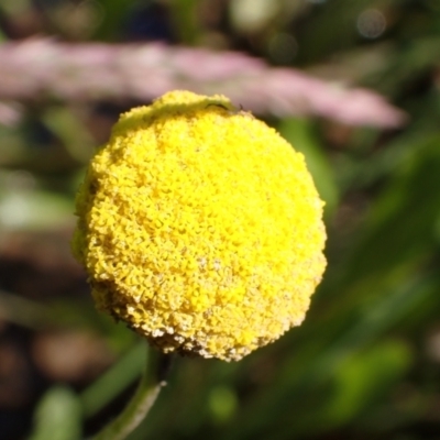 Craspedia variabilis (Common Billy Buttons) at Murrumbateman, NSW - 4 Nov 2022 by SimoneC