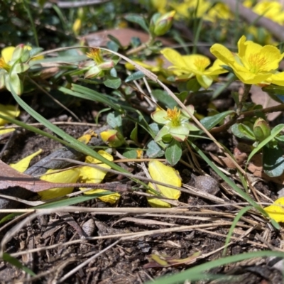 Hibbertia diffusa (Wedge Guinea Flower) at Thirlmere, NSW - 2 Nov 2022 by GlossyGal