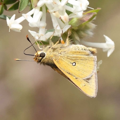 Trapezites luteus (Yellow Ochre, Rare White-spot Skipper) at O'Connor, ACT - 5 Nov 2022 by ConBoekel