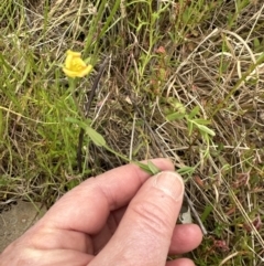 Hypericum japonicum (Creeping St John's Wort) at Aranda, ACT - 5 Nov 2022 by lbradley