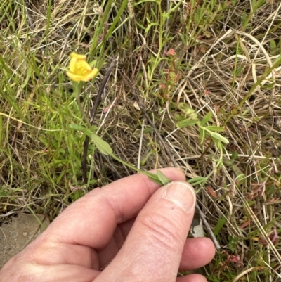 Hypericum japonicum (Creeping St John's Wort) at Aranda Bushland - 5 Nov 2022 by lbradley