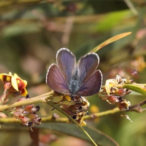 Erina sp. (genus) at O'Connor, ACT - 5 Nov 2022