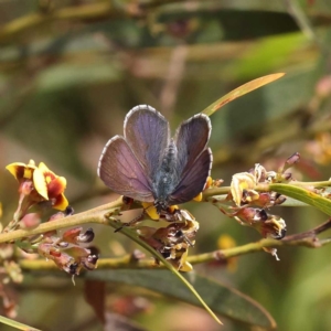 Erina (genus) at O'Connor, ACT - 5 Nov 2022