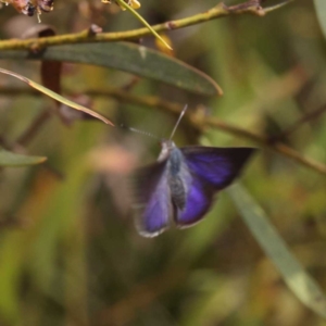 Erina (genus) at O'Connor, ACT - 5 Nov 2022