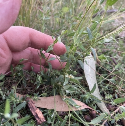 Einadia nutans (Climbing Saltbush) at Hill Reserve - 5 Nov 2022 by andrewbt