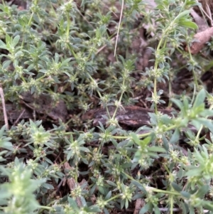 Paronychia brasiliana at Ngunnawal, ACT - 5 Nov 2022 07:23 PM