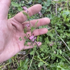 Fumaria sp. (Fumitory) at Ngunnawal, ACT - 5 Nov 2022 by andrewbt