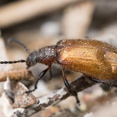 Ecnolagria grandis (Honeybrown beetle) at Tidbinbilla Nature Reserve - 5 Nov 2022 by patrickcox
