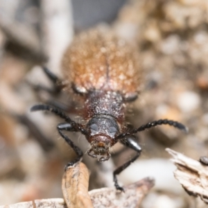 Ecnolagria grandis at Paddys River, ACT - 5 Nov 2022