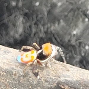 Maratus pavonis at Gilmore, ACT - 5 Nov 2022