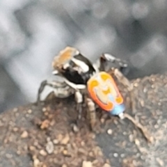 Maratus pavonis at Gilmore, ACT - 5 Nov 2022