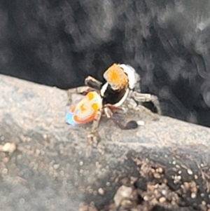 Maratus pavonis at Gilmore, ACT - suppressed