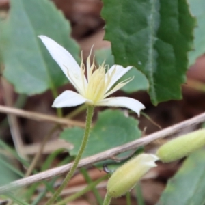 Clematis aristata at Mongarlowe, NSW - suppressed