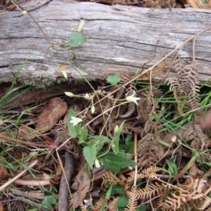 Clematis aristata at Mongarlowe, NSW - suppressed