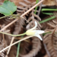 Clematis aristata at Mongarlowe, NSW - suppressed