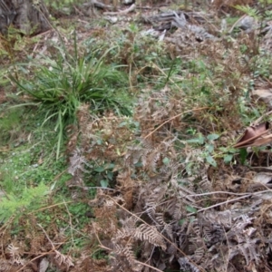 Clematis aristata at Mongarlowe, NSW - suppressed