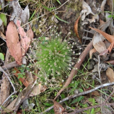 Centrolepis strigosa (Hairy Centrolepis) at Mongarlowe, NSW - 5 Nov 2022 by LisaH