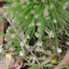 Centrolepis strigosa at Mongarlowe, NSW - suppressed