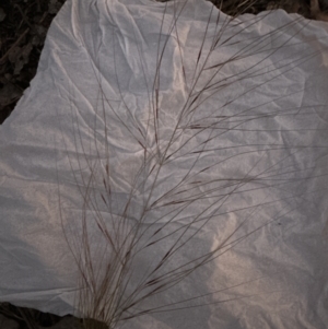 Austrostipa scabra at Aranda, ACT - 5 Nov 2022 07:56 PM