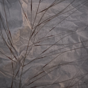 Austrostipa scabra at Aranda, ACT - 5 Nov 2022