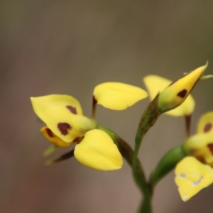 Diuris sulphurea at Mongarlowe, NSW - 5 Nov 2022