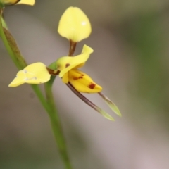 Diuris sulphurea at Mongarlowe, NSW - 5 Nov 2022