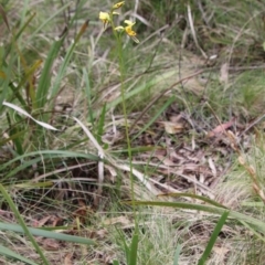 Diuris sulphurea at Mongarlowe, NSW - 5 Nov 2022