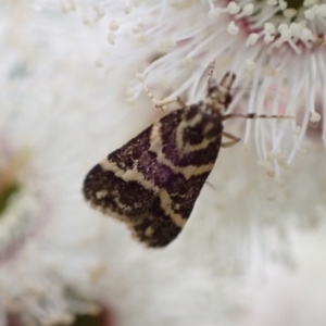 Scoparia spelaea at Murrumbateman, NSW - 5 Nov 2022 05:42 PM