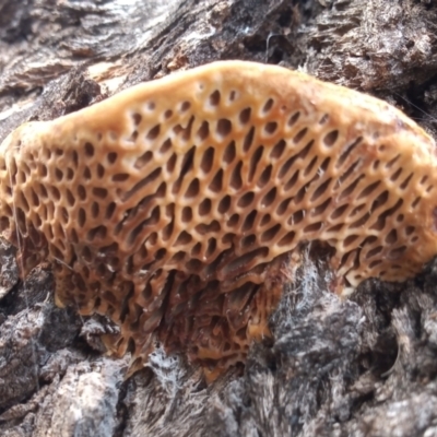 Hexagonia vesparia (Wasp Nest Polypore) at Greenway, ACT - 4 Nov 2022 by MichaelBedingfield