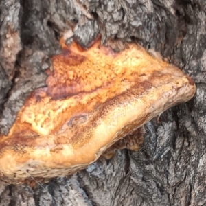 Hexagonia vesparia at Greenway, ACT - 4 Nov 2022 05:30 PM