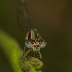 Coenagrionidae (family) at Jeir, NSW - 5 Nov 2022