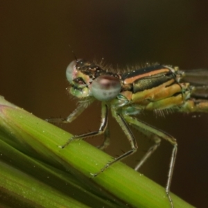 Coenagrionidae (family) at Jeir, NSW - 5 Nov 2022