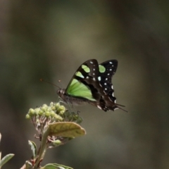 Graphium macleayanum (Macleay's Swallowtail) at Acton, ACT - 5 Nov 2022 by KMcCue