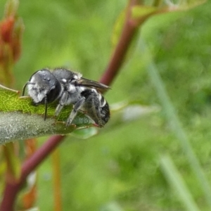 Megachile (Hackeriapis) oblonga at Queanbeyan, NSW - 5 Nov 2022